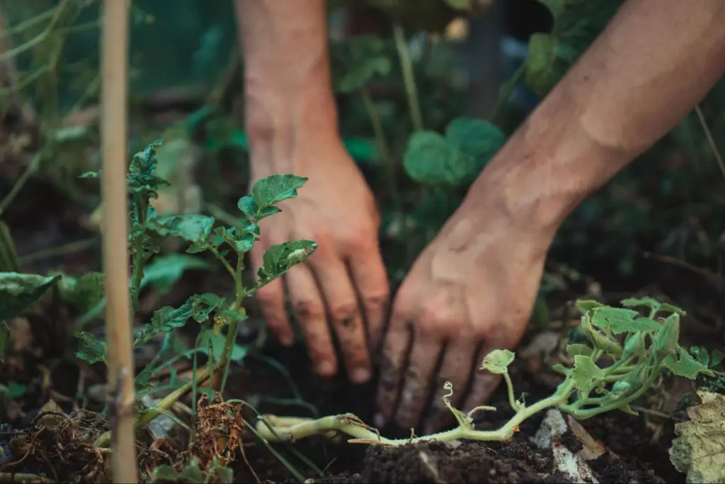 Highest Paying Forestry Jobs : Credits: Unsplash