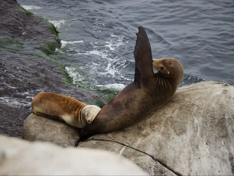 10 Highest Paying Marine Biology Jobs 2024