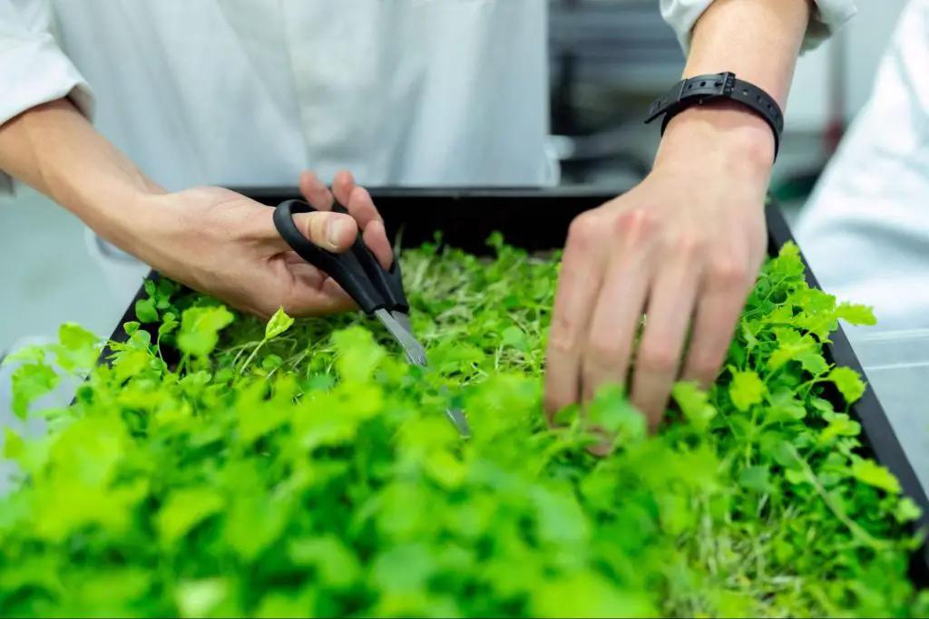 Highest Paying Jobs In Agriculture : Credits: Pexels