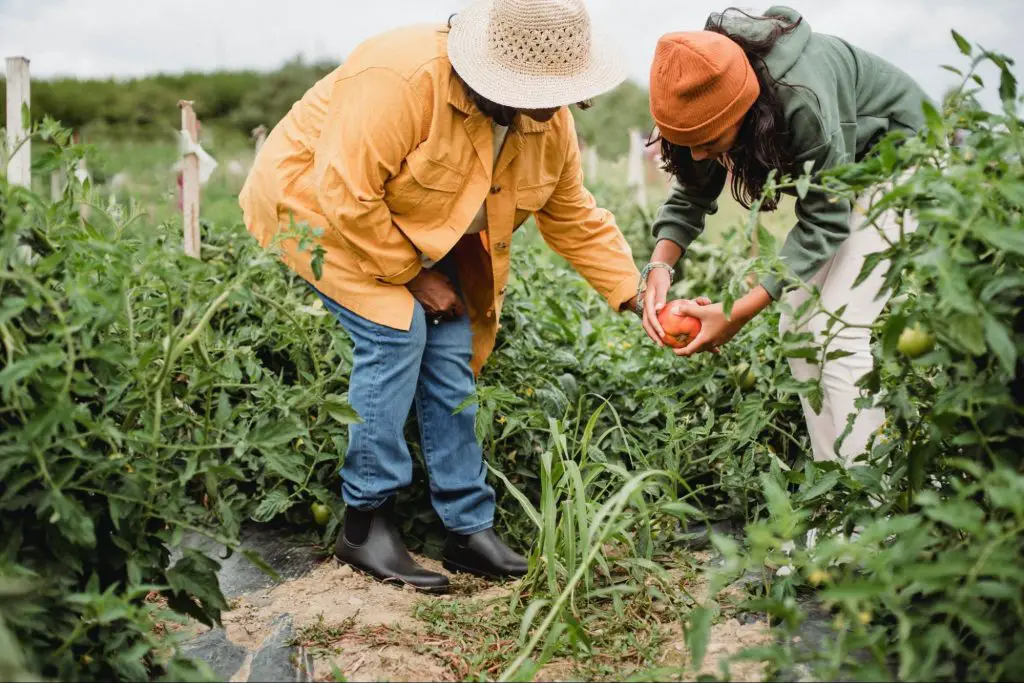 Highest Paying Jobs In Agriculture : Credits: Pexels