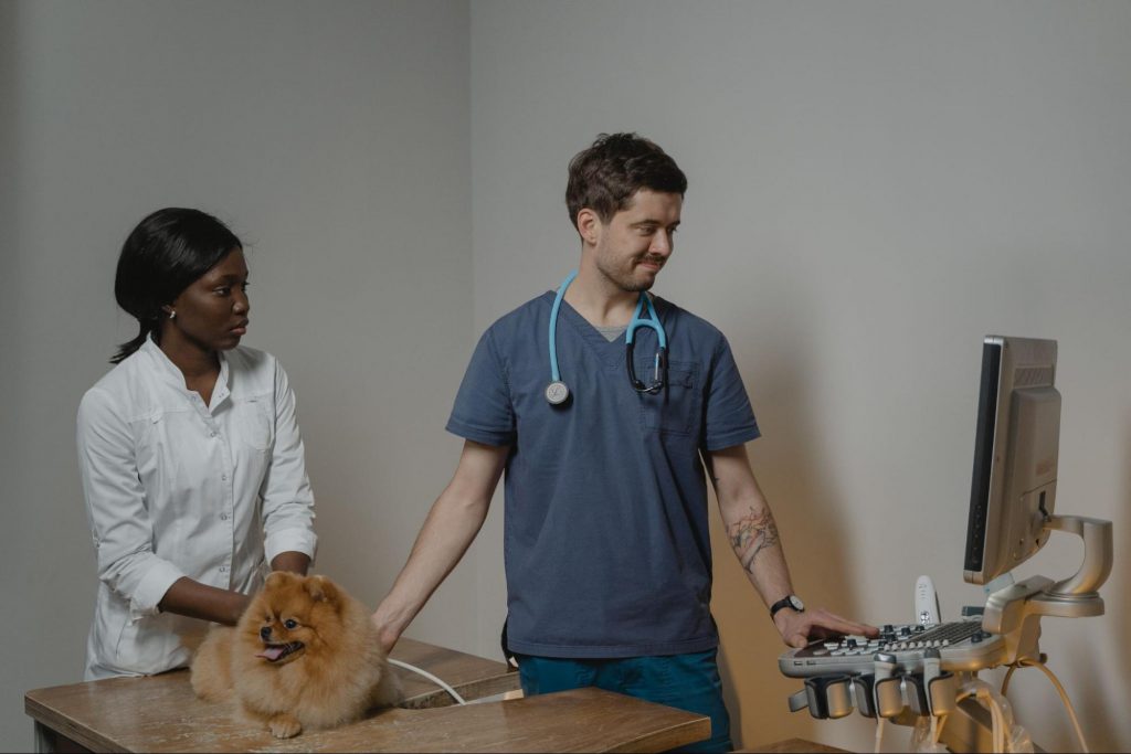 Highest Paying Veterinary Jobs : Credits: Pexels