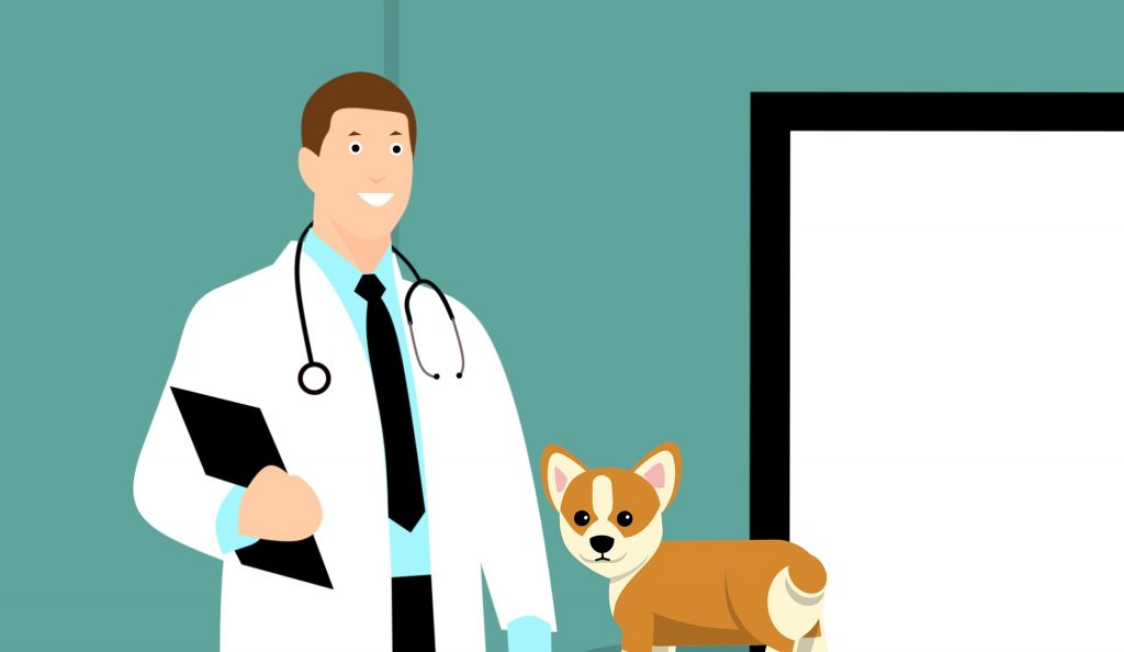 Highest Paying Veterinary Jobs : Credits: Pixabay