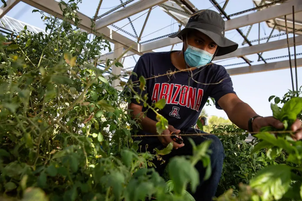 Best Schools For Agricultural Sciences : Credits: Arizona Daily Star
