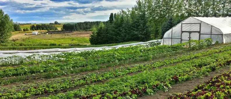 Best Schools For Agricultural Sciences : Credits: Washington State University