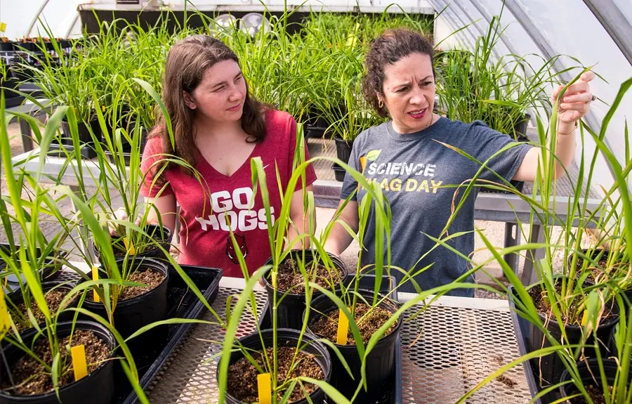 Best Schools For Agricultural Sciences : Credits: UARK News