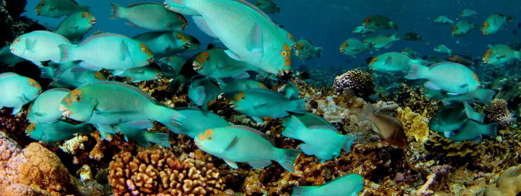 Best Schools For Marine Biology : Credits: Aquatic Biology at UCSB
