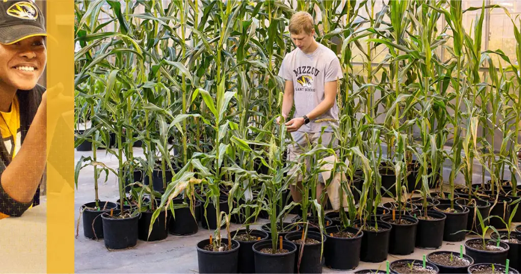 Best Schools For Agricultural Sciences : Credits: Missouri.edu