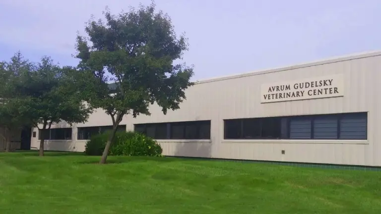 25 Best Veterinary Schools In The US 2025 Image12 24 768x432 