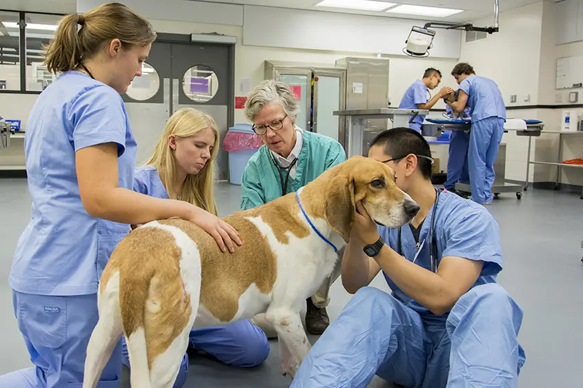 Best Zoology Schools : Credits: NY Cornell University