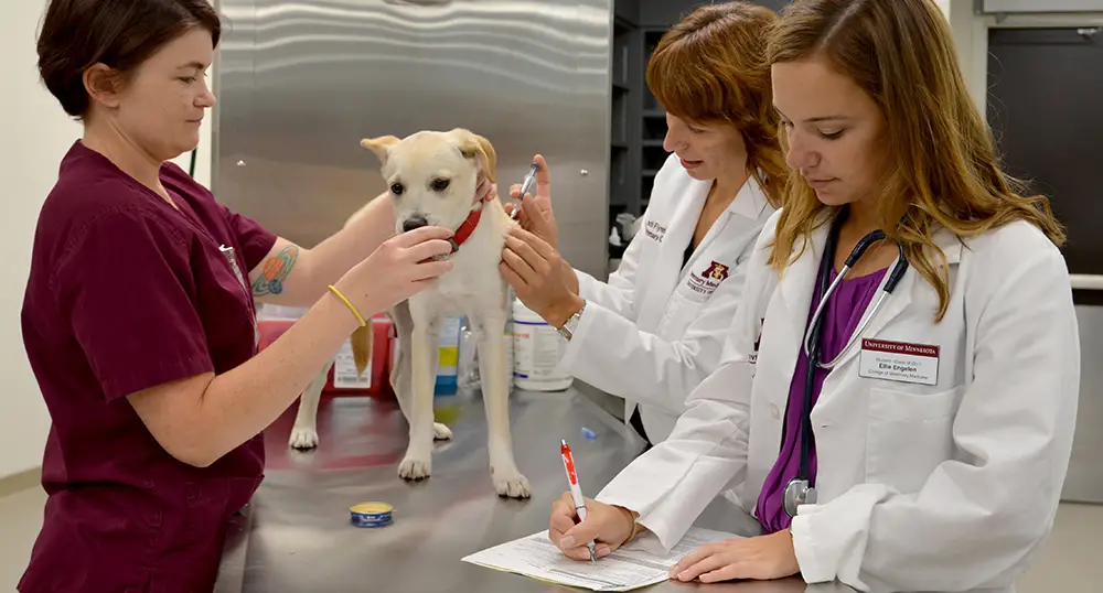 Best Veterinary Schools : Credits: University of Minnesota