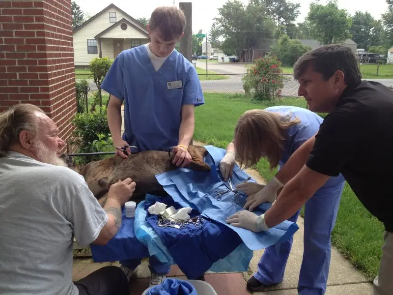 Best Veterinary Schools : Credits: The Ohio State University