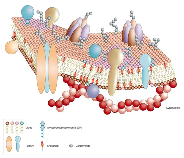 Credits: Nature, High Impact Factor Journals in Cell Biology ,