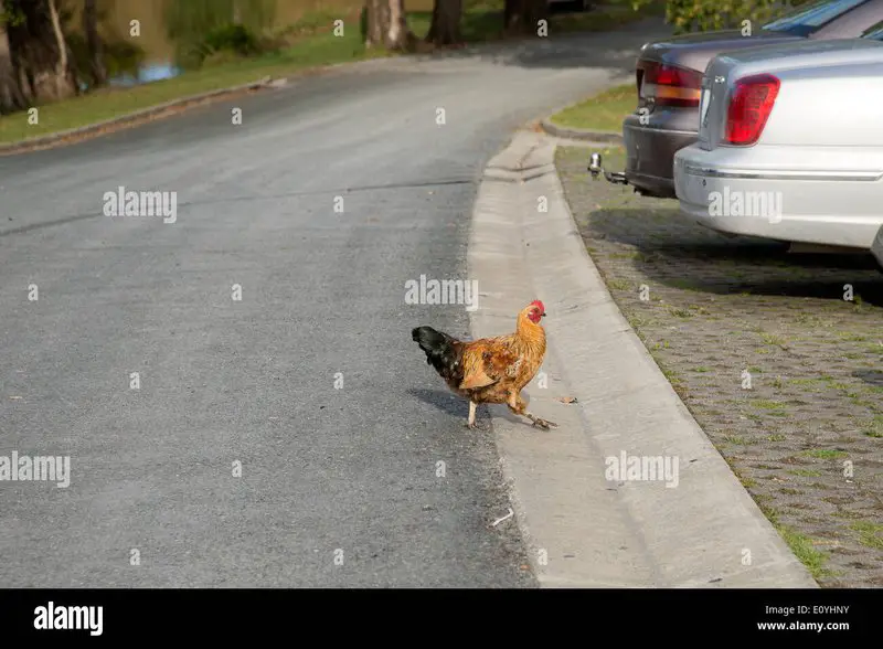 Ontdek het Avontuur van Chicken Road Casino in Nederland